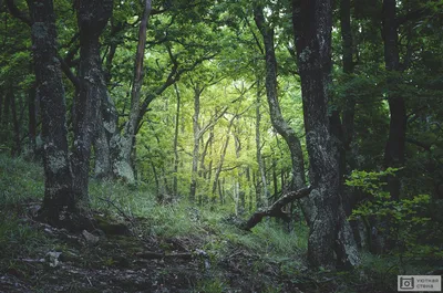 Дремучий лес в котором стоит …» — создано в Шедевруме