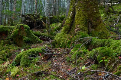 Дремучий лес - 55 фото