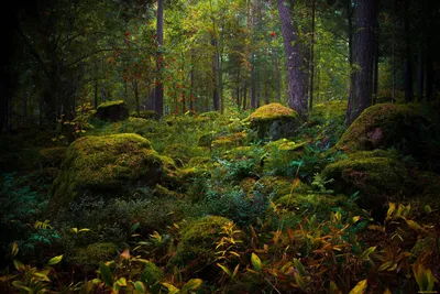 Здравствуй, лес, дремучий лес, полный сказок и чудес :: Ирина Рассветная –  Социальная сеть ФотоКто