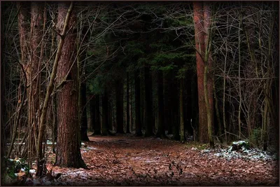 Дремучий лес.. Фотограф senjor