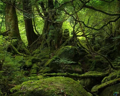 дремучий лес - Поиск в Google | Aokigahara forest, Nature tree, Mystical  forest