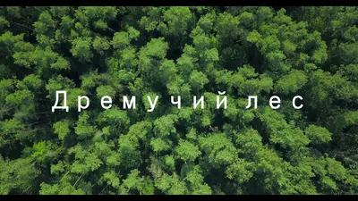 Рисунок Дремучий лес №48433 - «Природа родного края!» (28.12.2023 - 03:50)