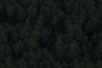 дремучий лес с тропой стоковое изображение. изображение насчитывающей трава  - 222344209