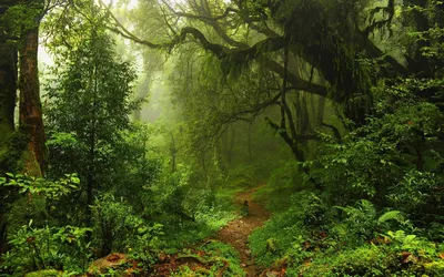 Дремучий лес | Пикабу
