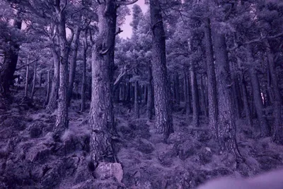Дремучий лес - 74 фото