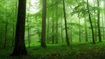 Картинки дремучий, лес, деревья, зелень, красота, тропинка - обои  1920x1080, картинка №142317
