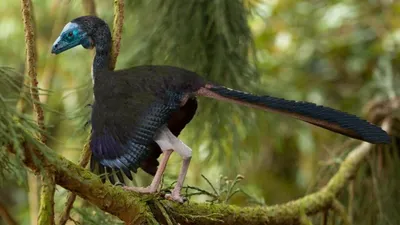 Лептоптилос: Птицы-гиганты, которые охотились на людей-карликов. Древний  вид марабу из Индонезии | Пикабу