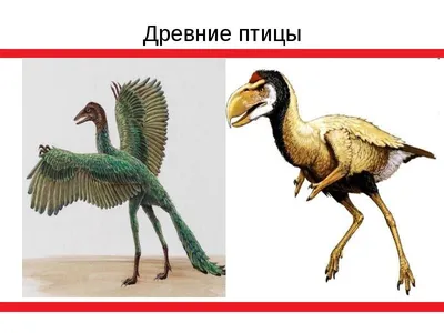 Самые древние виды птиц | Мир Животных | Дзен