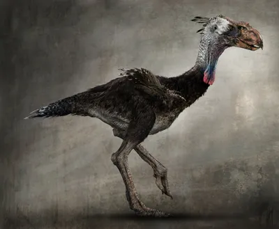 Ученые нашли окаменелость древней птицы возрастом 120 млн лет - МЕТА