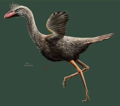 Палеонтологи испугались, когда воскресили голос древней \"птицы ужаса\" -  Аргентина | Обозреватель | OBOZ.UA