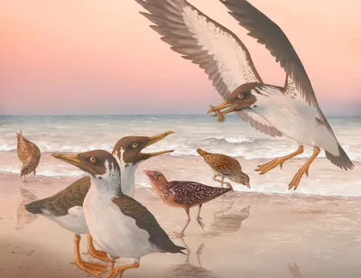 17 птиц, которые выглядят так, как будто они полностью выдуманы, но на  самом деле на 100% реальны