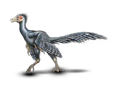 Рисунок древней птицы реалистичный Иллюстрация штока - иллюстрации  насчитывающей палеонтология, ведущего: 180395086