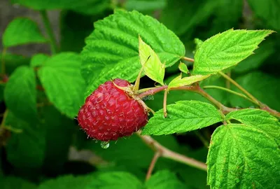 Малина обыкновенная Гусар - Малина - GardenPlants