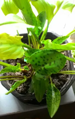 Дримиопсис пятнистый / Drimiopsis maculata - «Дримиопсис пятнистый /  Drimiopsis maculata интересное и простое растение, которое может отмирать и  возрождаться, цвести и менять окраску листьев с пятнистой на однотонную и  наоборот.» | отзывы