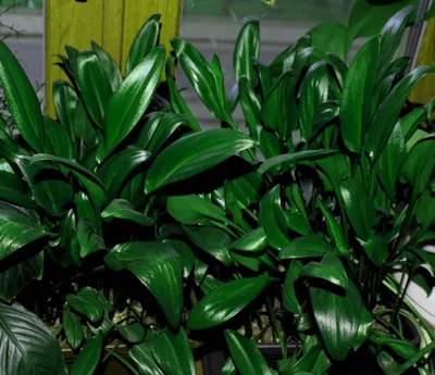 Дримиопсис пятнистый вариегатный и Кирка: фото растения, уход за ним в  домашних условиях