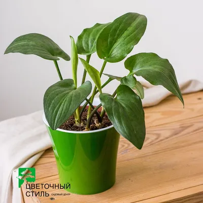 Дримиопсис пятнистый: цена 250 грн - купить Комнатные растения на ИЗИ |  Днепр