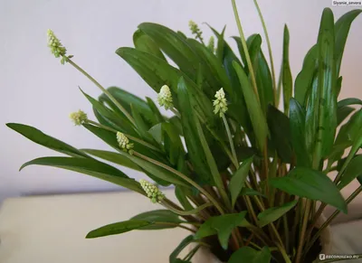 Дримиопсис пятнистый / Drimiopsis maculata - «Неприхотливое домашнее  растение» | отзывы