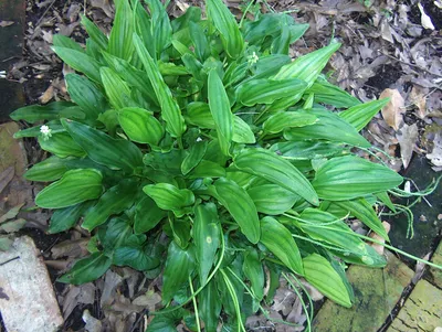 Дримиопсис пятнистый / Drimiopsis maculata - «Тропическое луковичное  декоративно-лиственное растение.» | отзывы
