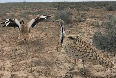 Редких птиц выпустили на волю в Узбекистане
