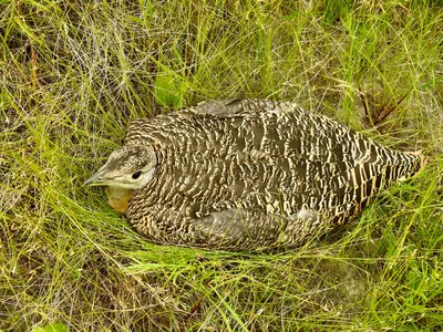Шейхи убивают краснокнижных птиц в Казахстане: что ответили в Минэкологии