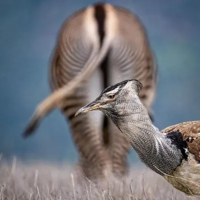 Биологи обнаружили, что птицы дрофы занимаются самолечением с помощью трав  - Газета.Ru | Новости