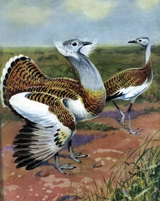 Дрофа кори: Самая тяжёлая птица, способная летать. Брутальный воин  раскалённых саванн | Пикабу