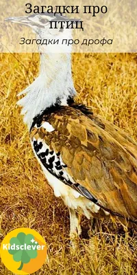Дрофа кори: Самая тяжёлая птица, способная летать. Брутальный воин
