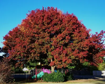 Дуб красный (Quercus rubra) | САДПРОЕКТ