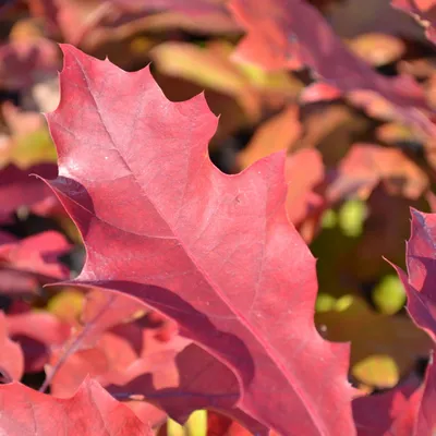 Дуб красный (Quercus rubra), агротехника великолепного по красоте растения|  Блог о ландшафтном дизайне