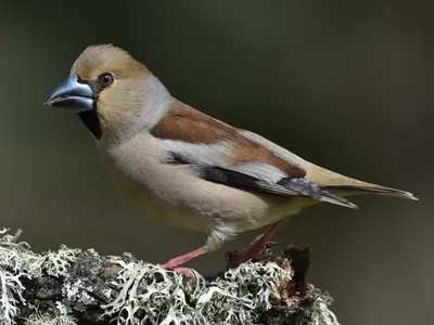 Дубонос певчая птица только на фауна бай!