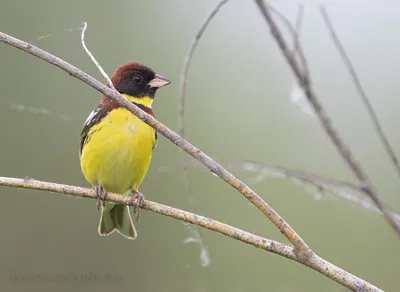 Файл:Yellow-breasted bunting in Nepal 02 -Cropped.jpg — Википедия