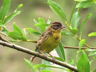 Дубровник (Ocyris aureolus). Фотогалерея птиц. Фотографии птиц России,  Беларуси, Украины, Казахстана, Таджикистана, Азербайджана.