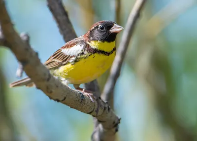 Yellow-breasted bunting (Emberiza aureola) | Film Studio Aves - YouTube