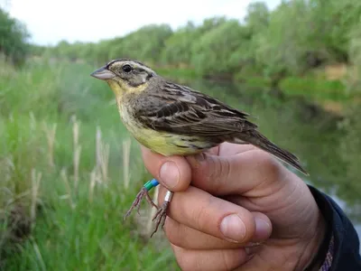 Дубровник (Emberiza aureola). Птицы России.