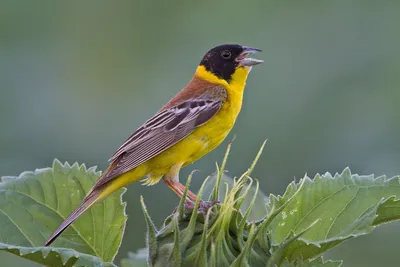 Дубровник (Ocyris aureola). Птицы Сибири.