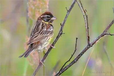 Дубровник (Ocyris aureola). Птицы Сибири.