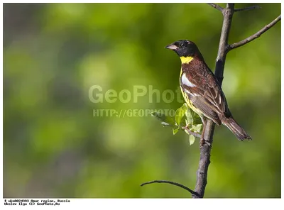 Дубровник (Ocyris aureolus). Птицы Дальнего Востока России.