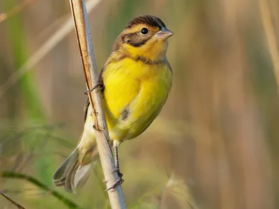 Дубровник (Ocyris aureolus). Птицы Европейской России.