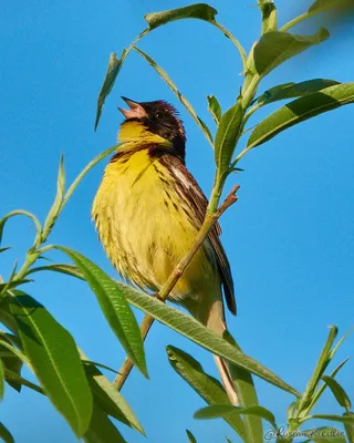 Дубровник (Ocyris aureola). Птицы Сибири.