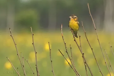 Фотография Дубровник (Emberiza aureola) Клешенское, Амурская обл, Россия |  Фотобанк ГеоФото/GeoPhoto | GetImages Group