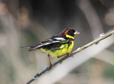 Дубровник Emberiza aureola - Красная книга России.