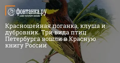 Дубровник (Emberiza aureola)