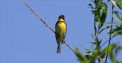 Дубровник (Ocyris aureola). Птицы Сибири.