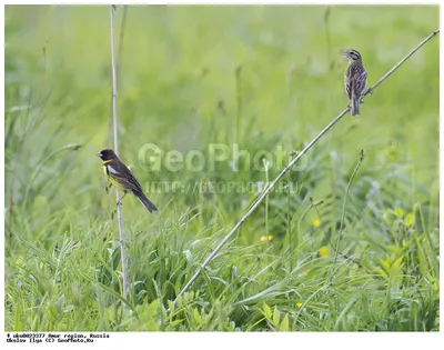 Дубровник (Ocyris aureolus). Птицы Дальнего Востока России.