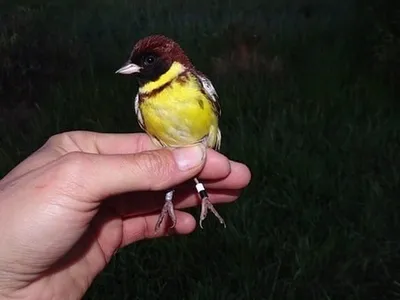 Дубровник (Ocyris aureolus). Птицы Европейской России.