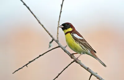 Дубровник - eBird