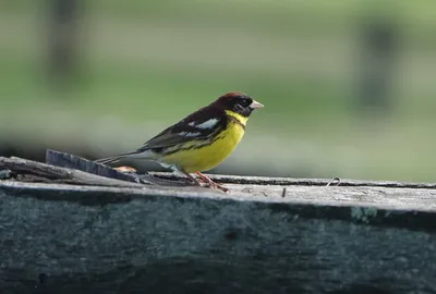 Станция кольцевания птиц \"Байкальская\" / Baikal Bird Ringing Station |  Facebook