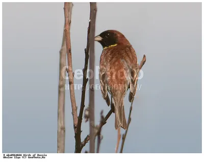 Дубровник (Ocyris aureolus). Птицы Дальнего Востока России.