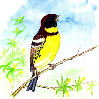 Дубровник Emberiza aureola Pallas, 1773