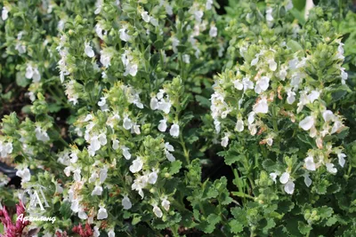 Купить Дубровник (Teucrium) с доставкой почтой в интернет-магазине Архиленд